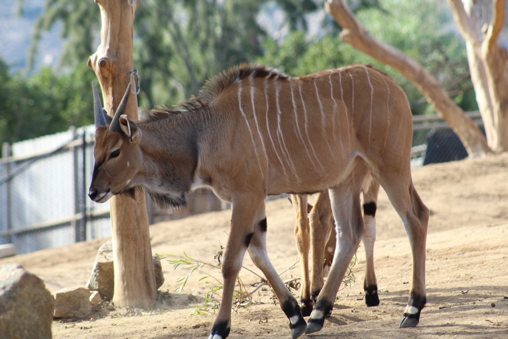 Giant Eland Calf