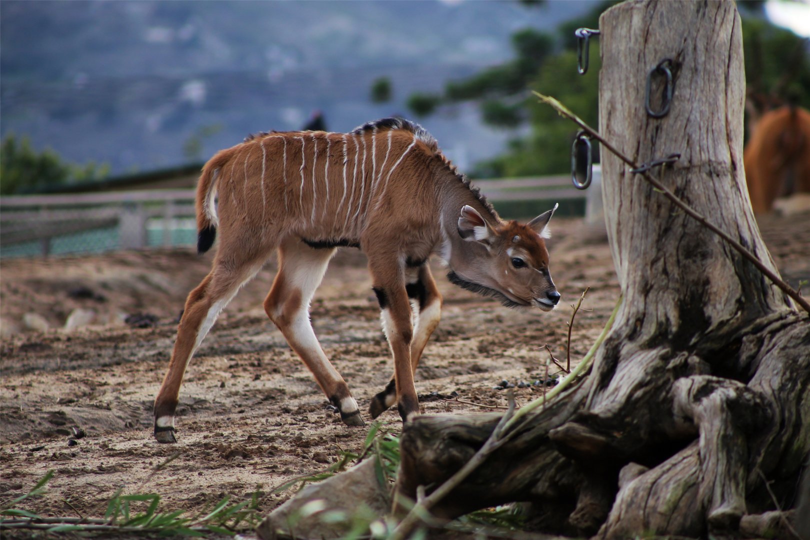 Giant eland calf