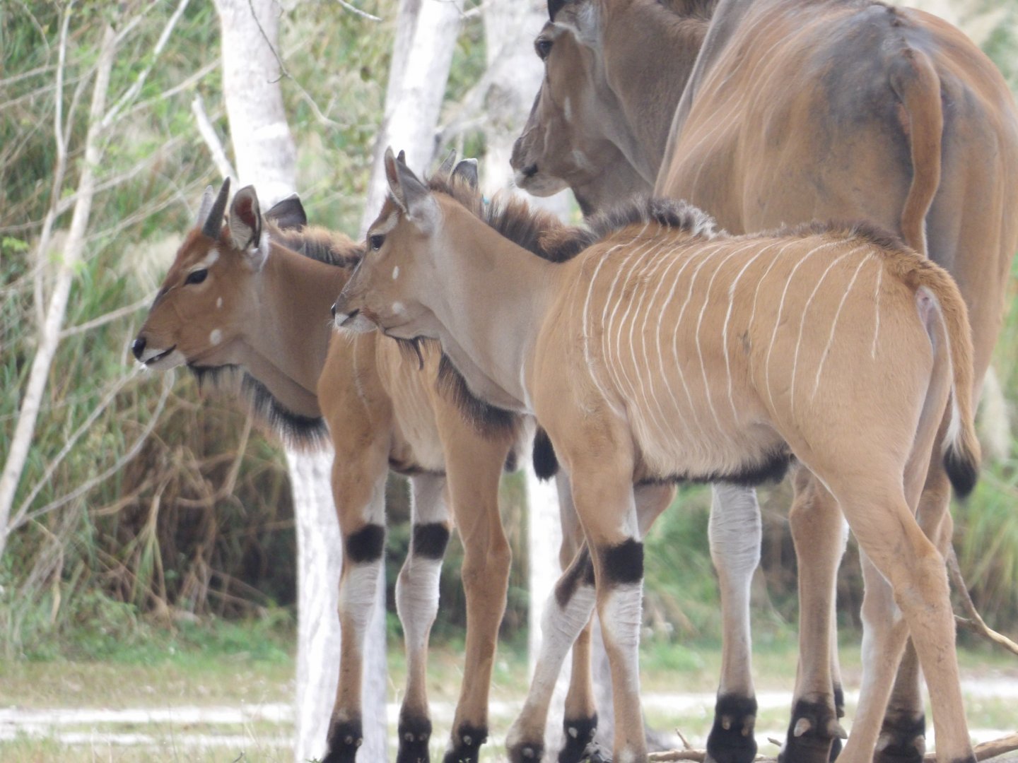Giant Eland calves(Taurotragus derbianus)