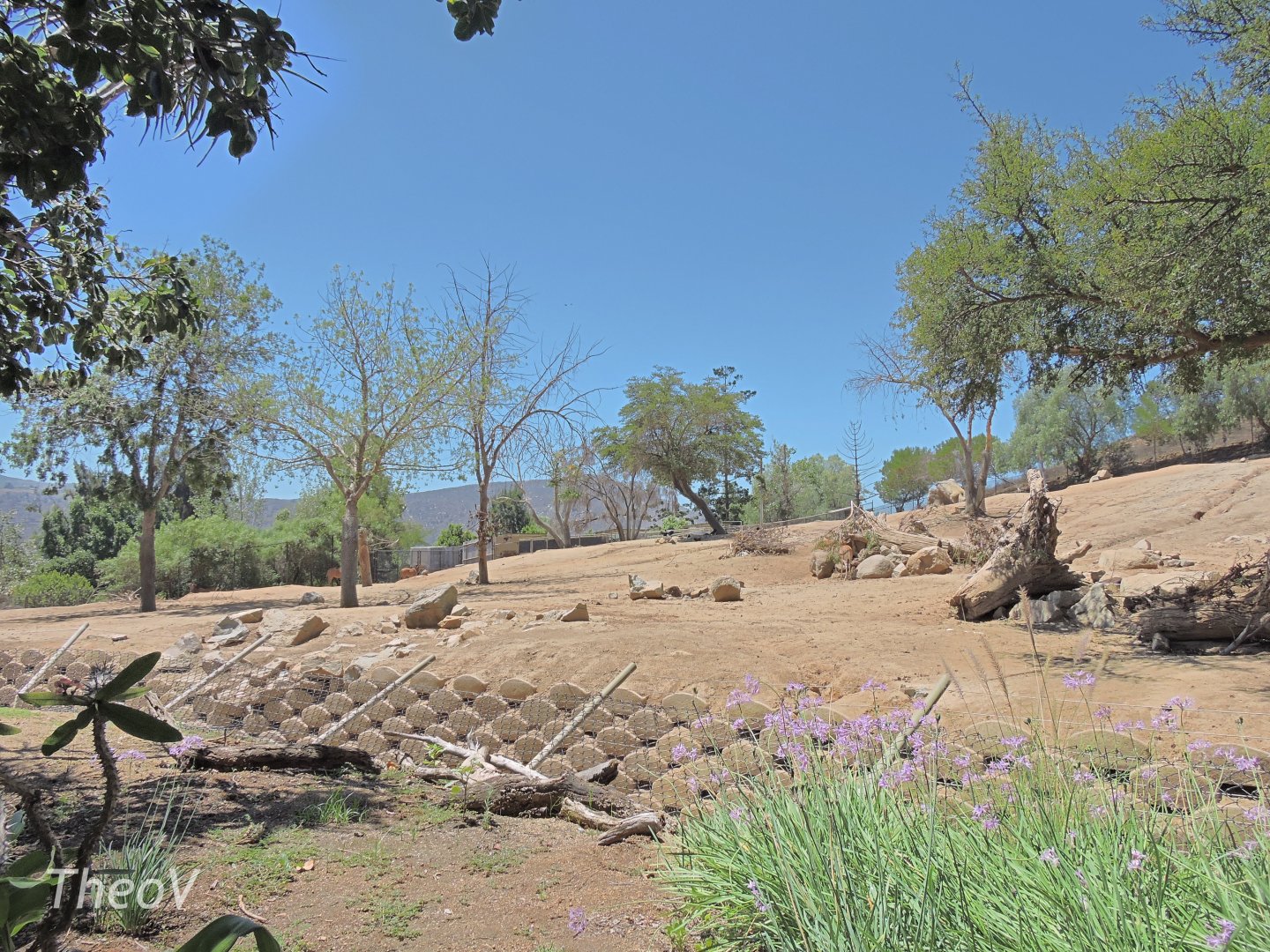 Giant eland exhibit [2015]