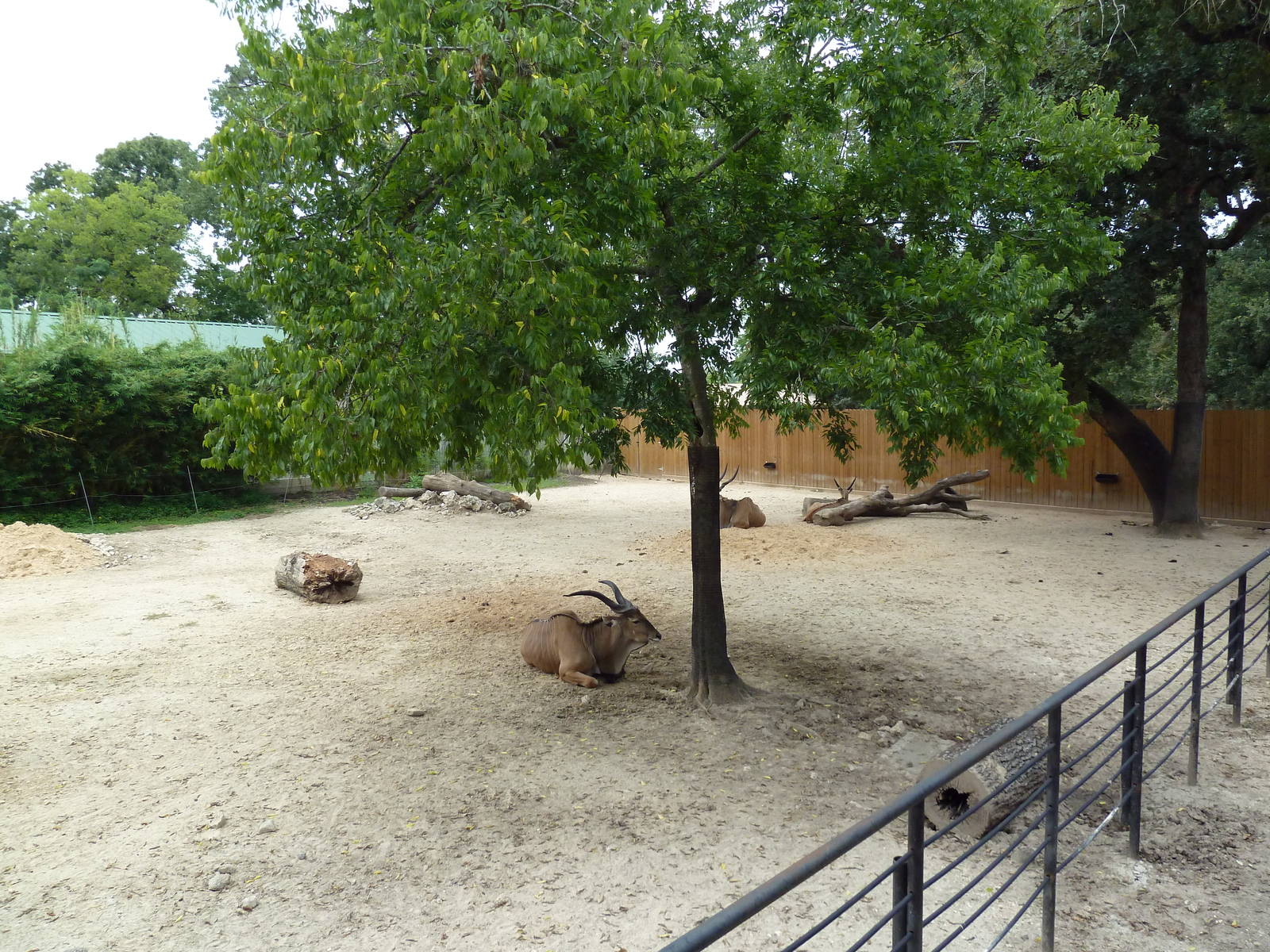 Giant Eland Exhibit