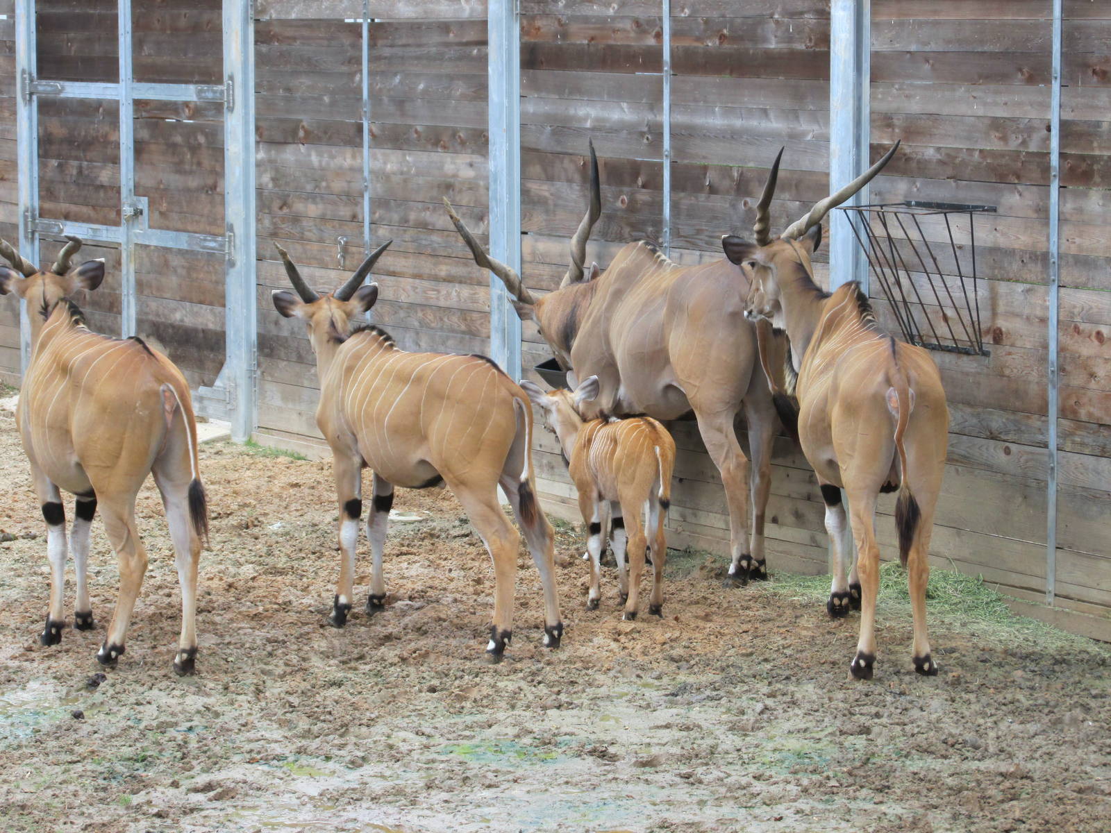 giant eland herd houston zoo