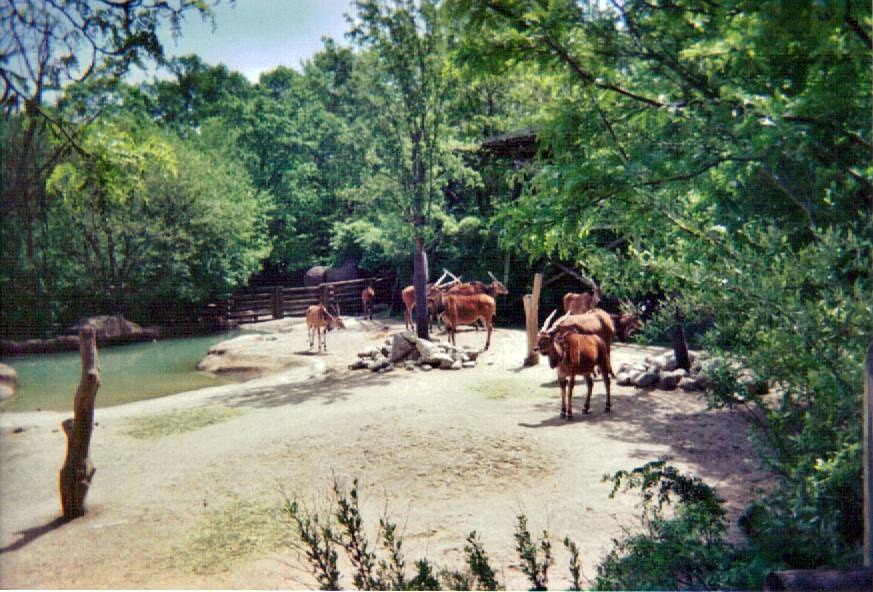 Giant Eland Herd - May 2004