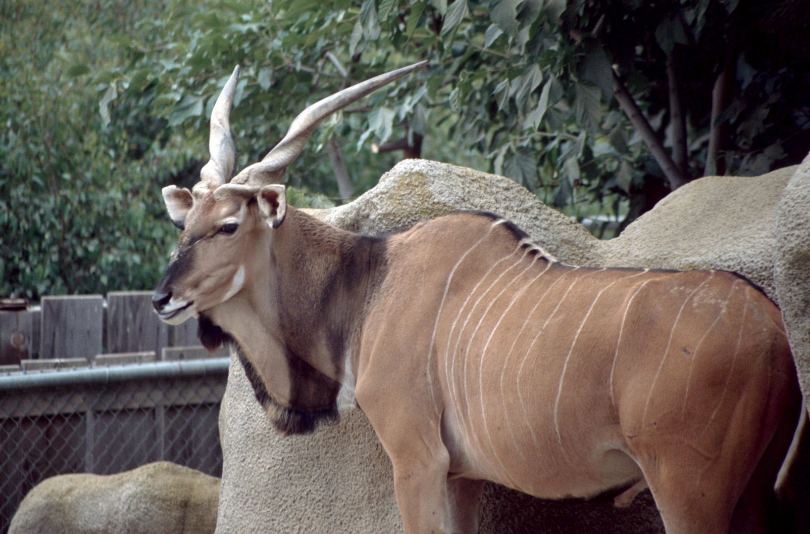 Giant Eland (July 1994)