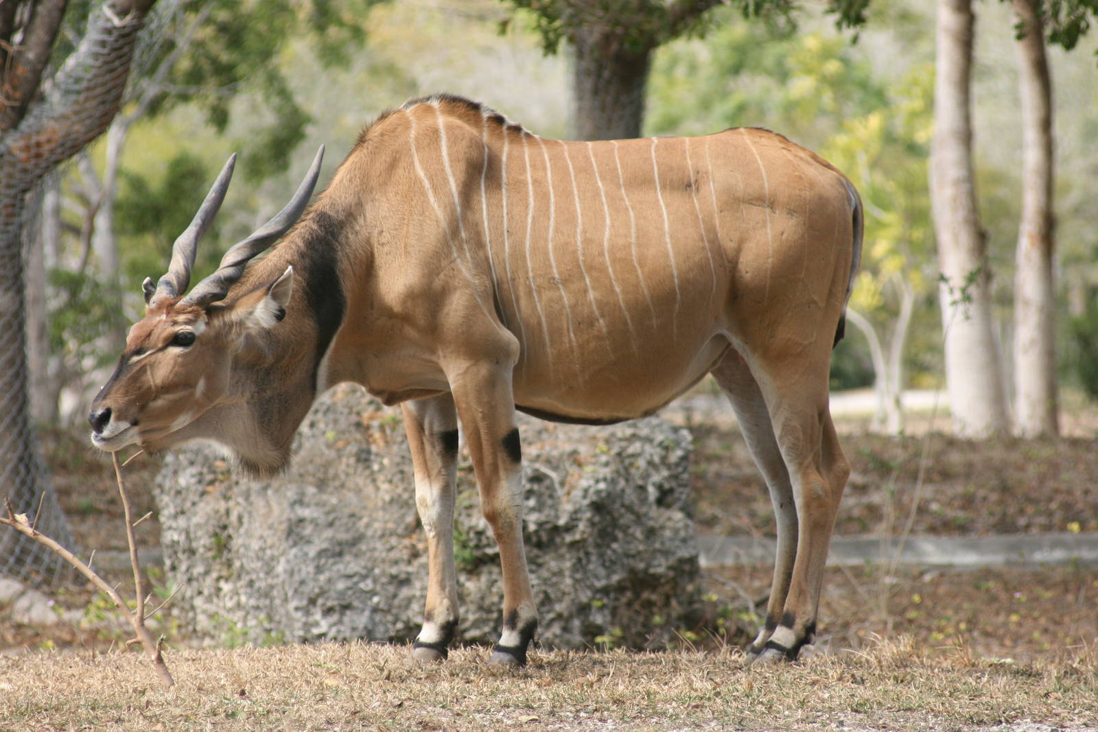 Giant Eland; Miami Metrozoo; February 2009