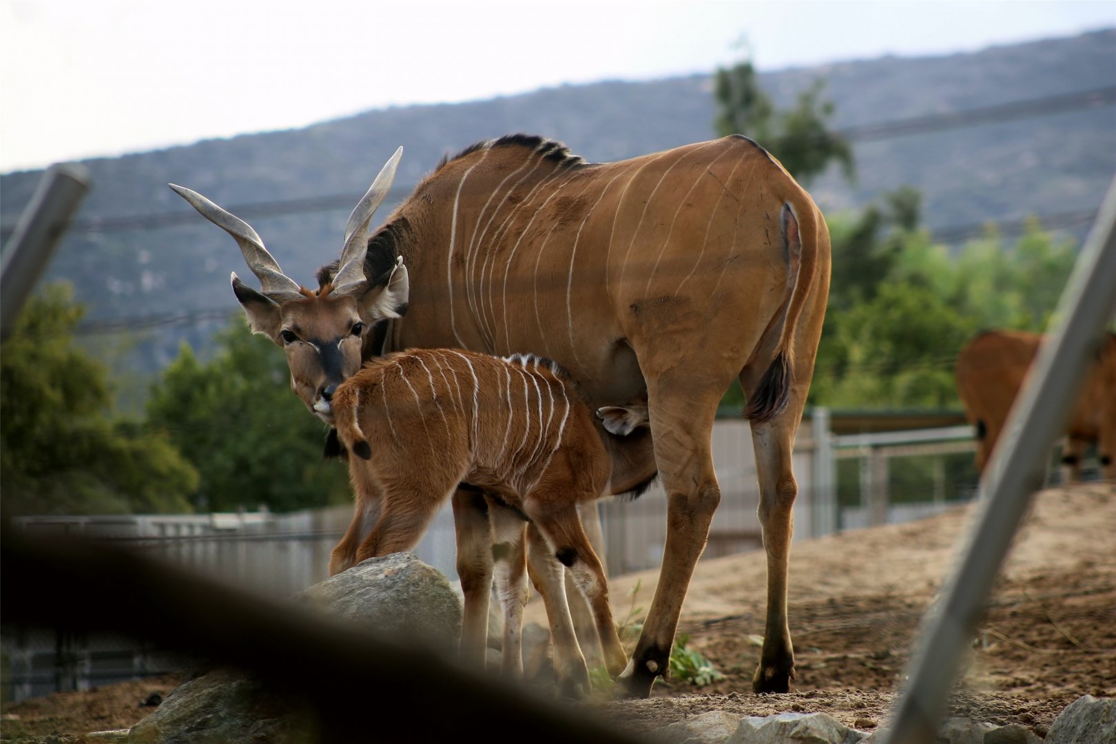 Giant eland nursing