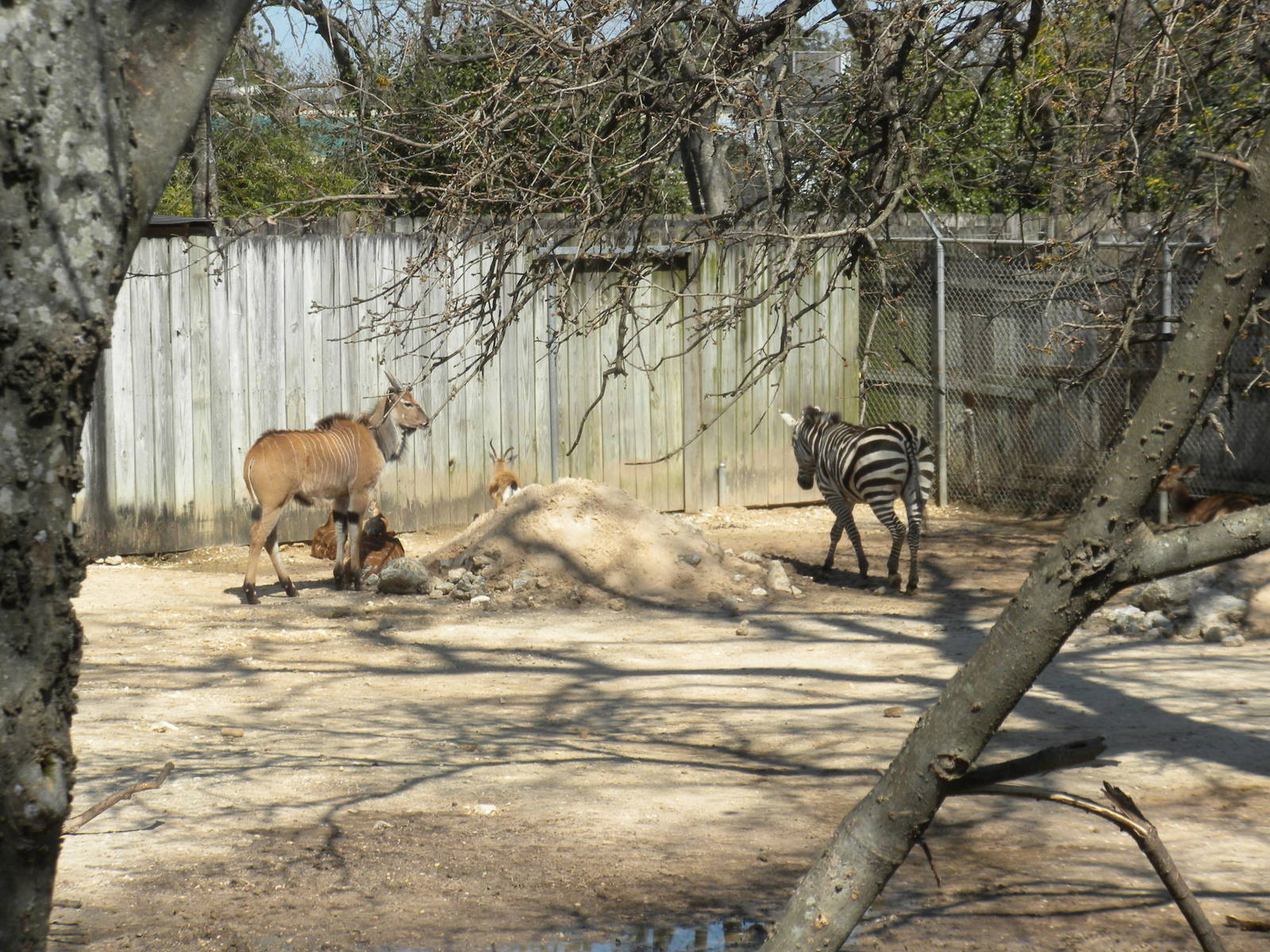 Giant Eland, Nyala, Dorcas Gazelle, and Grant's Zebra