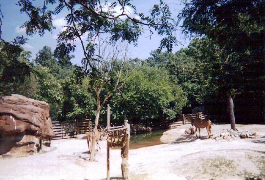 Giant Eland Paddock