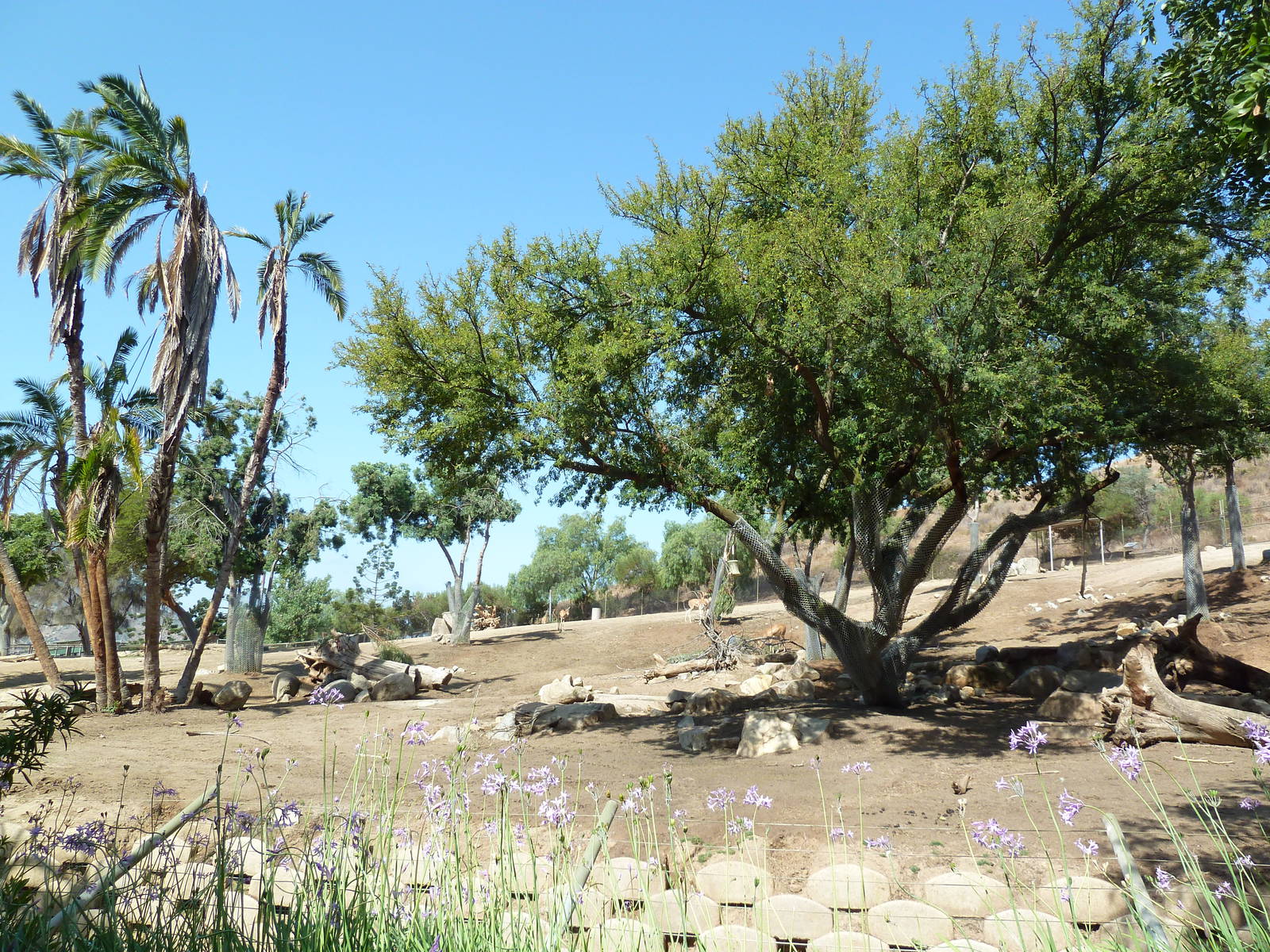 Giant Eland/Red-Fronted Gazelle Exhibit
