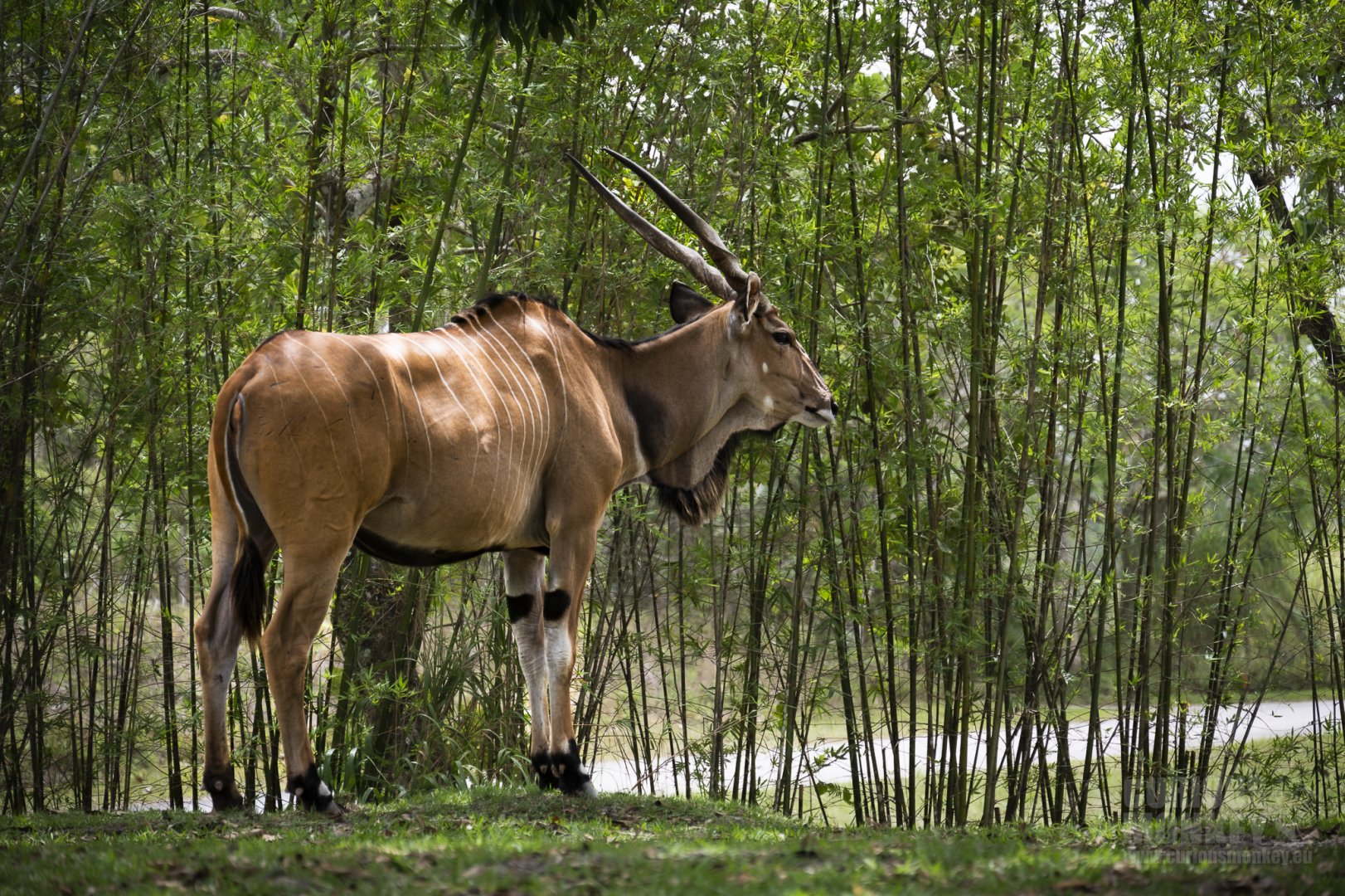 Giant Eland (taurotragus derbianus) 05/22