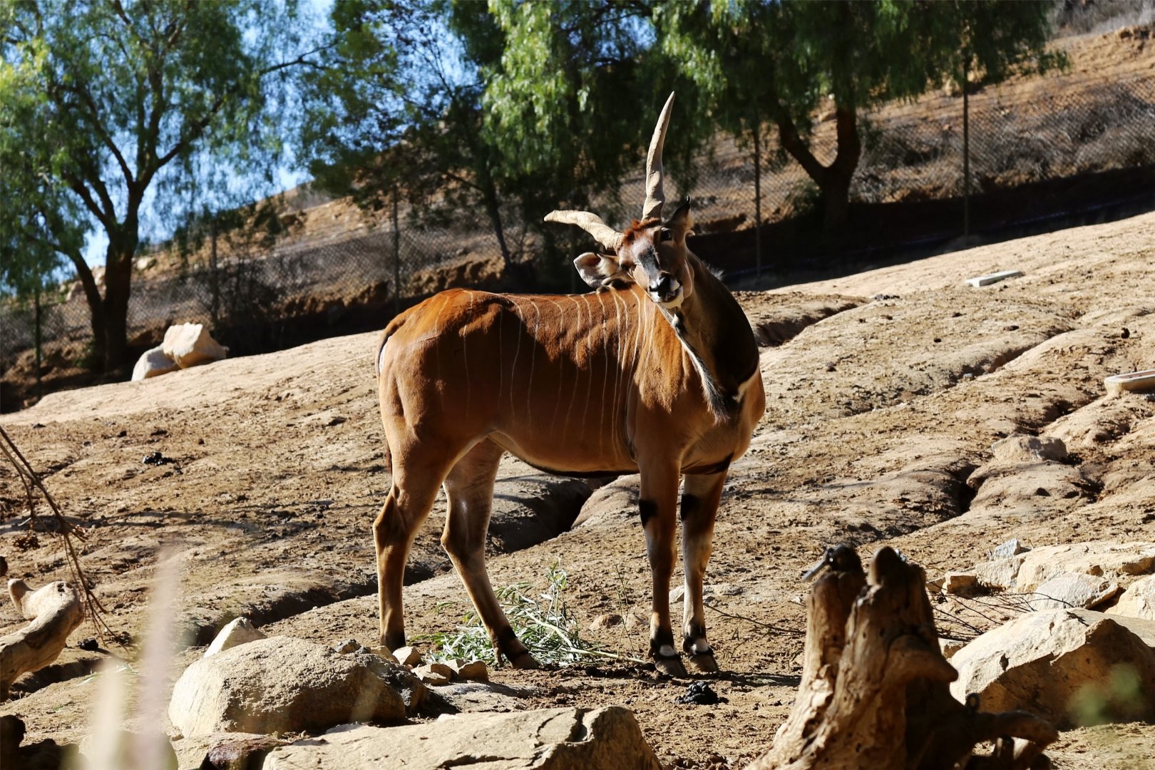 Giant Eland (Taurotragus derbianus)