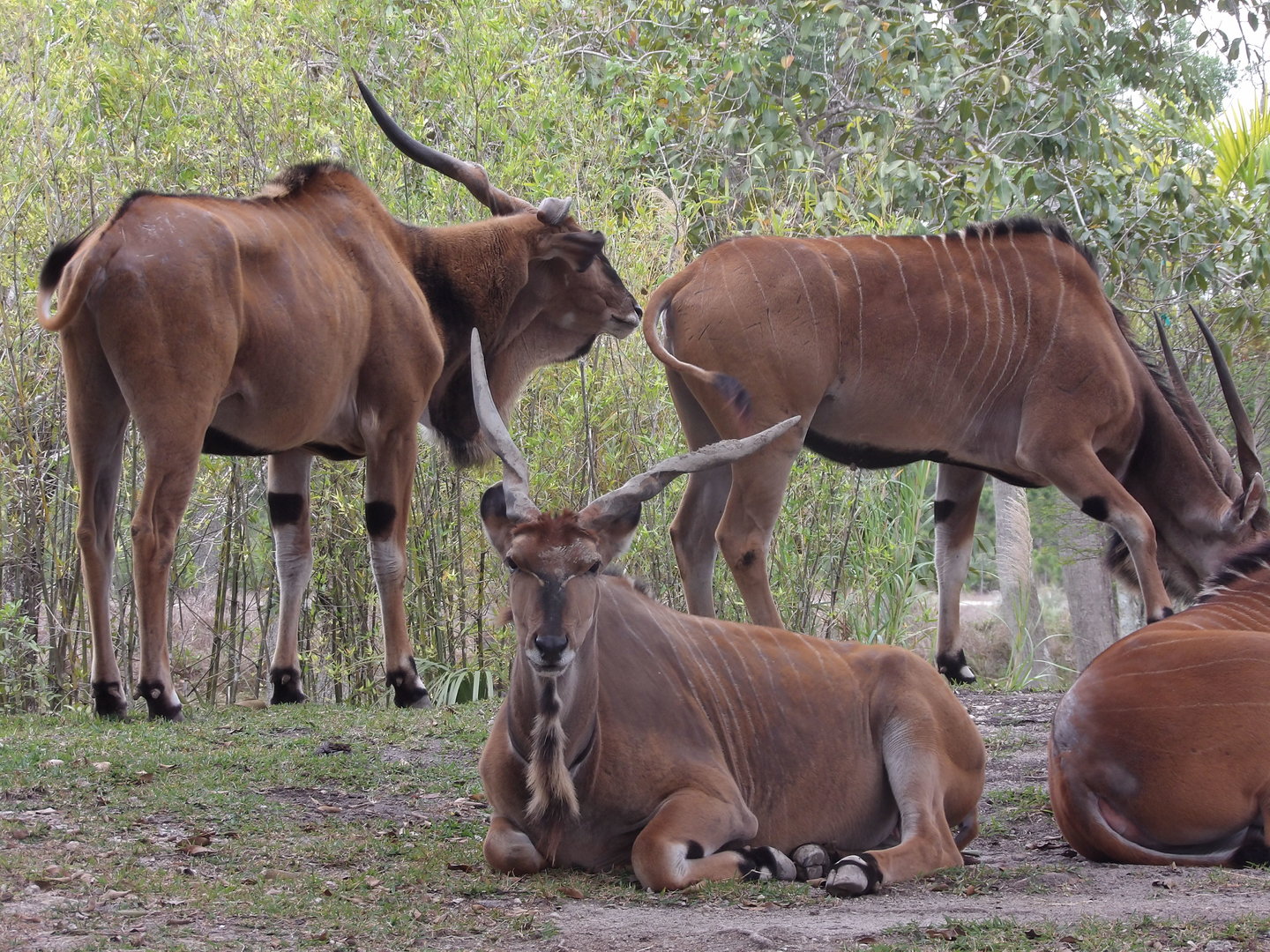 Giant Eland(Taurotragus derbianus)