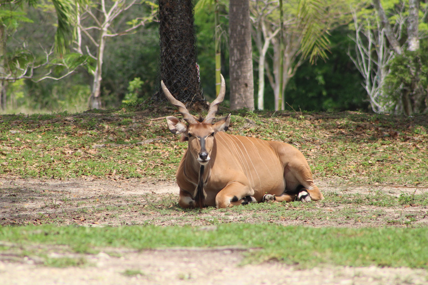 Giant Eland (Taurotragus derbianus)