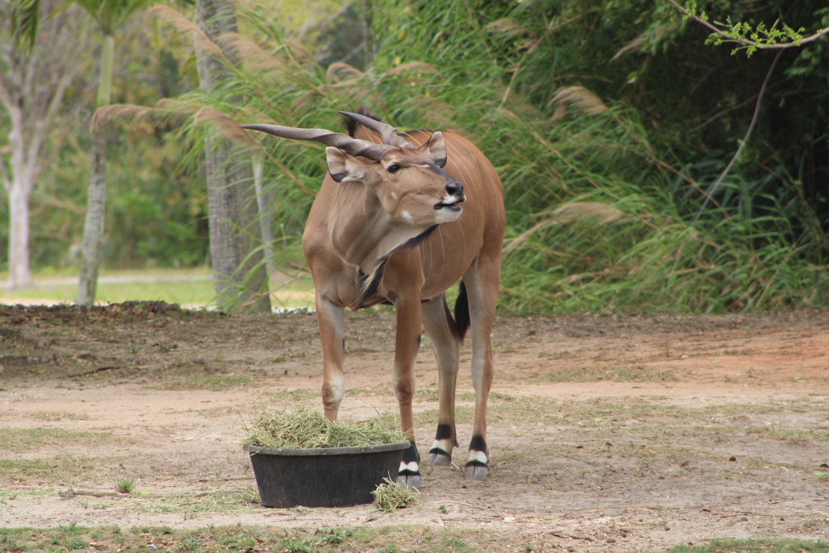 Giant Eland (Taurotragus derbianus)