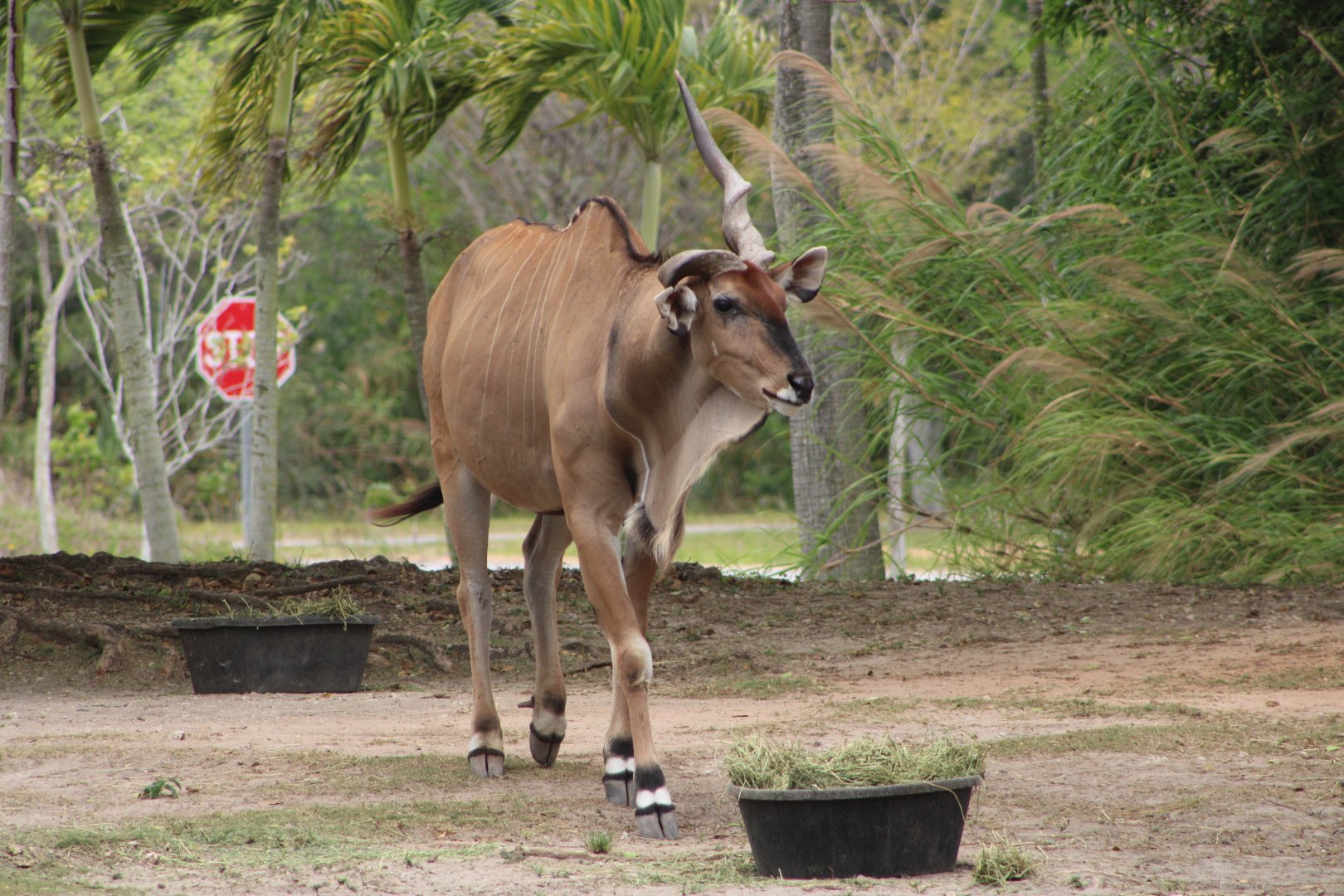 Giant Eland (Taurotragus derbianus)