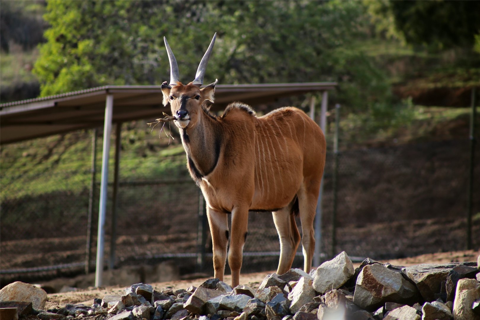 Giant Eland (Tragelaphus derbianus), December 2019