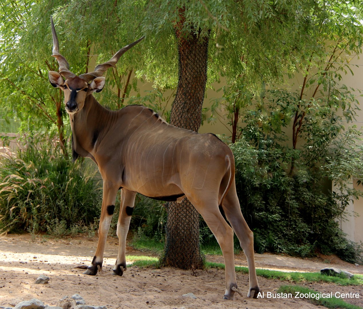 Giant Eland (Tragelaphus derbianus)