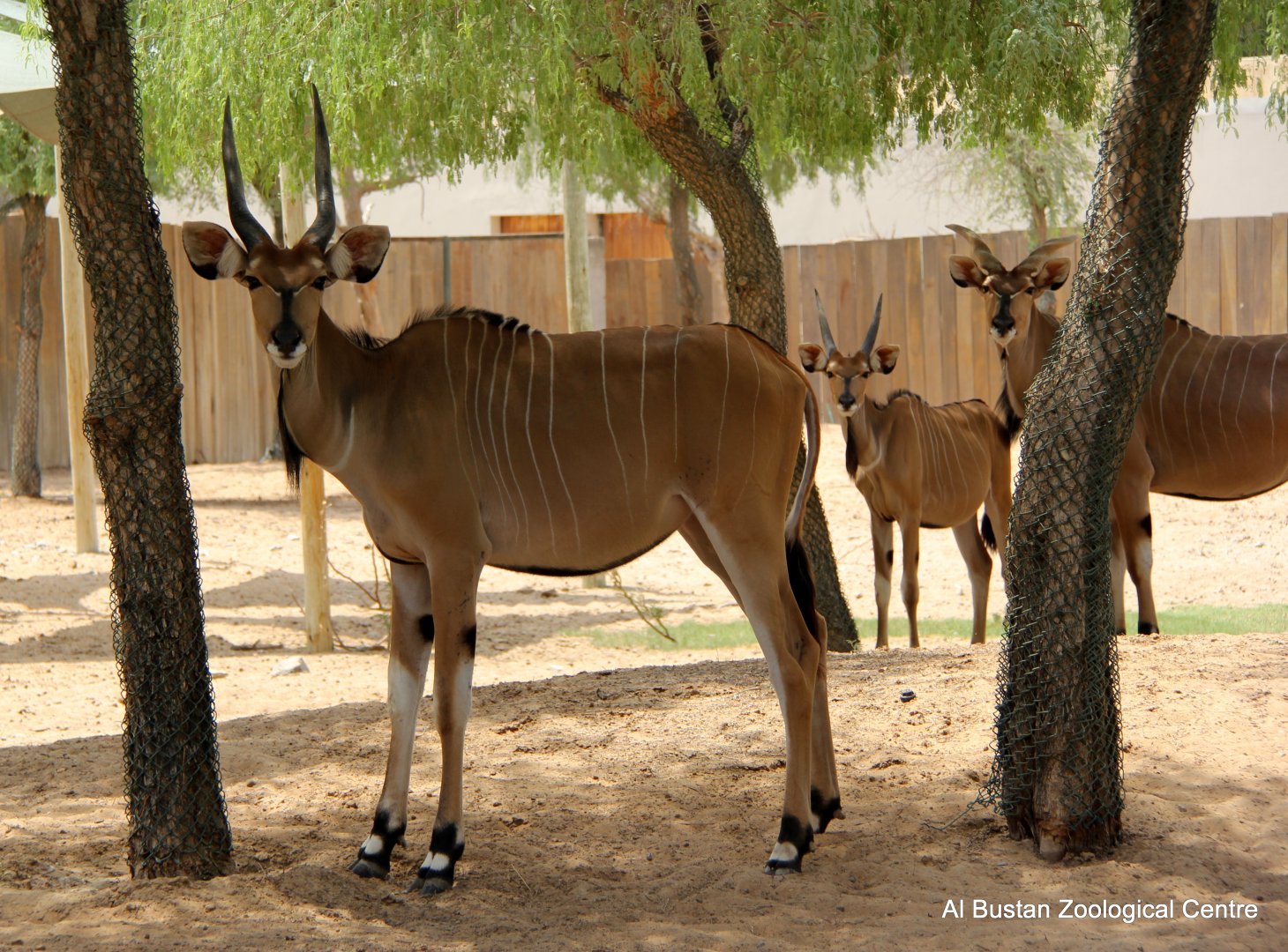 Giant Eland (Tragelaphus derbianus)