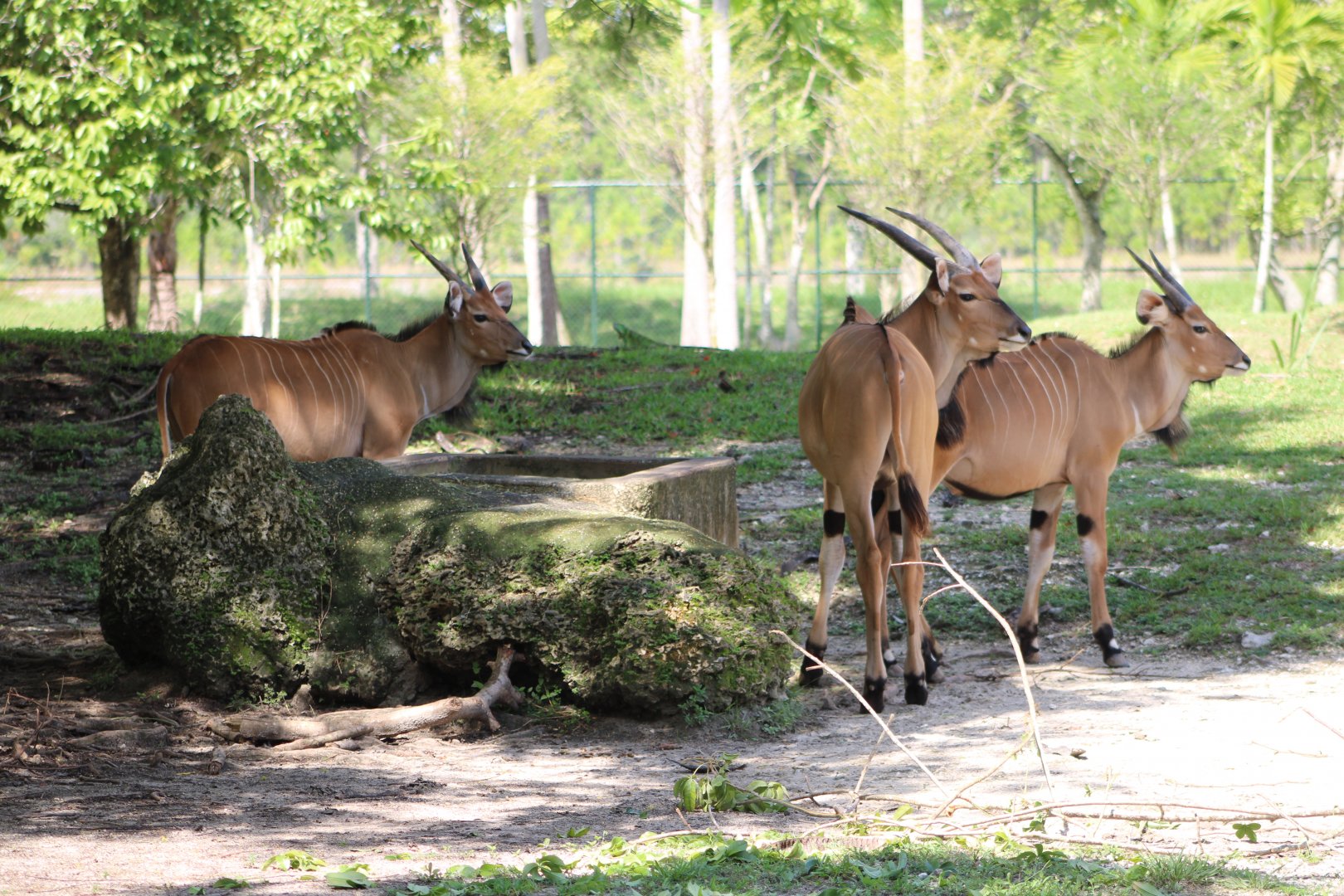 Giant Eland Youngsters (T. d. gigas)