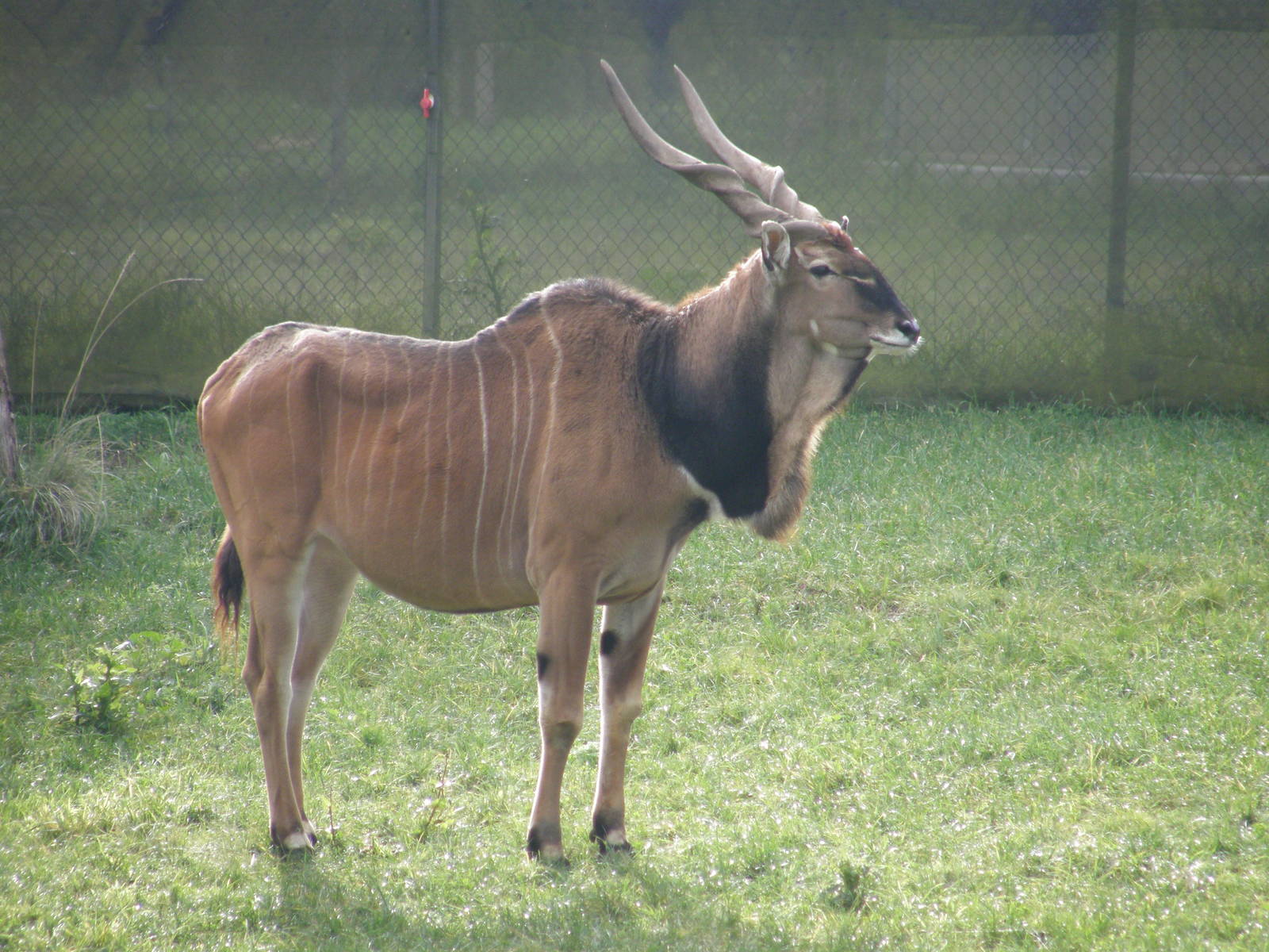 giant eland