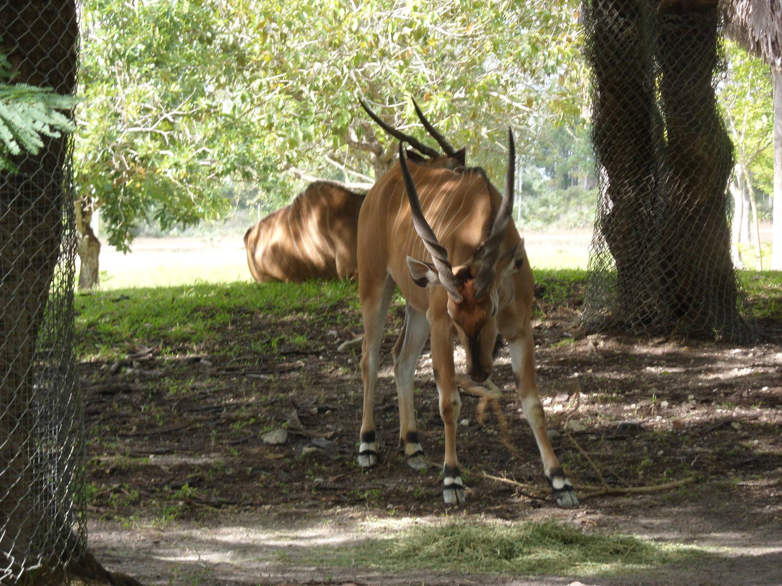 Giant Eland