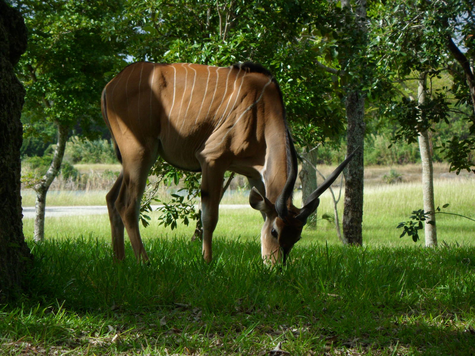 Giant Eland