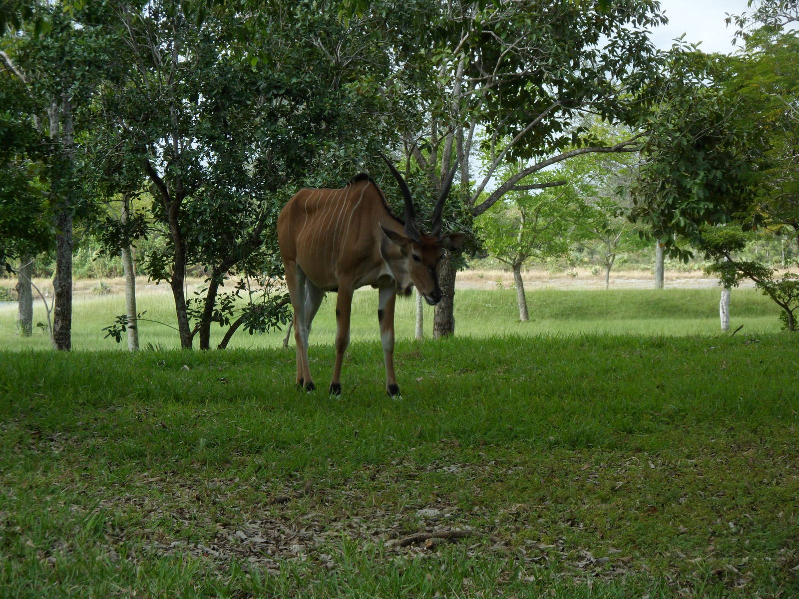 Giant Eland