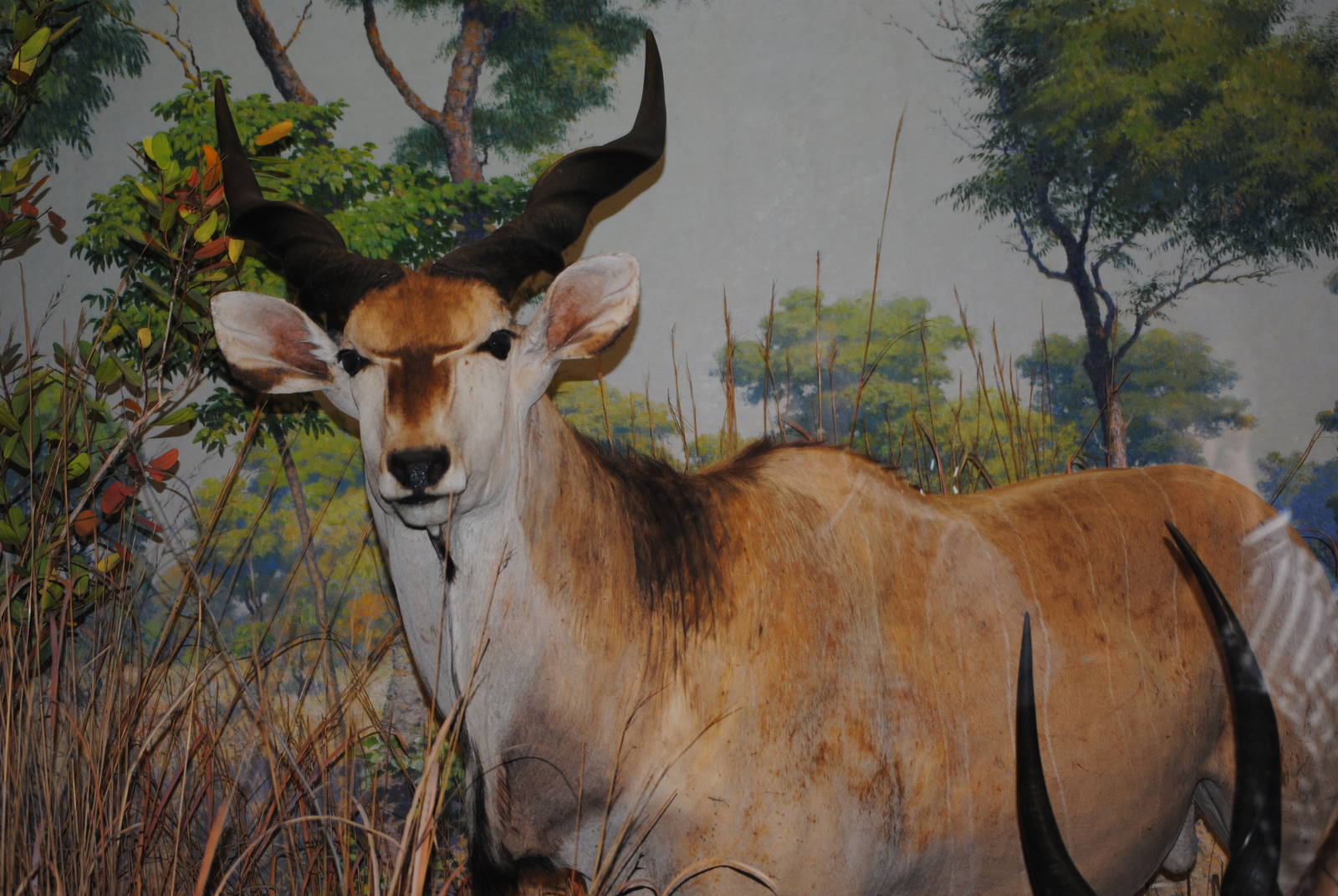 Giant Eland