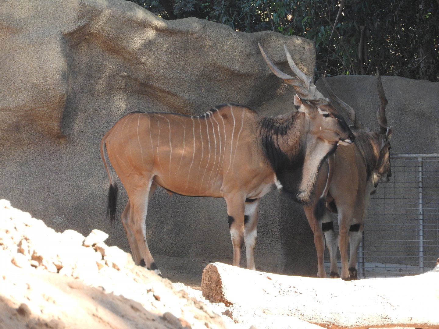 Giant Eland