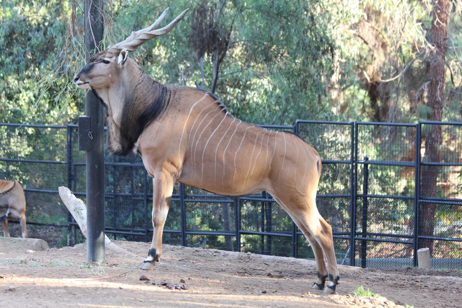 Giant Eland