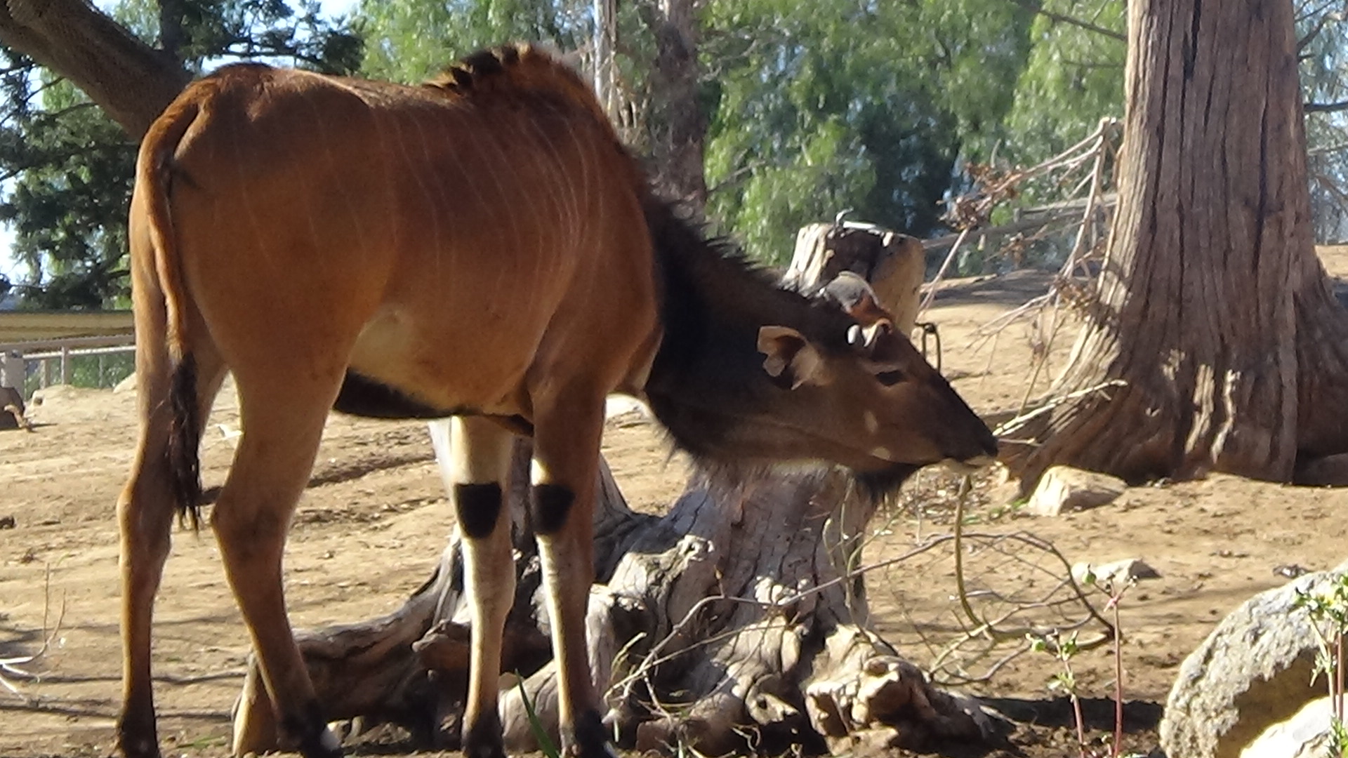 Giant eland