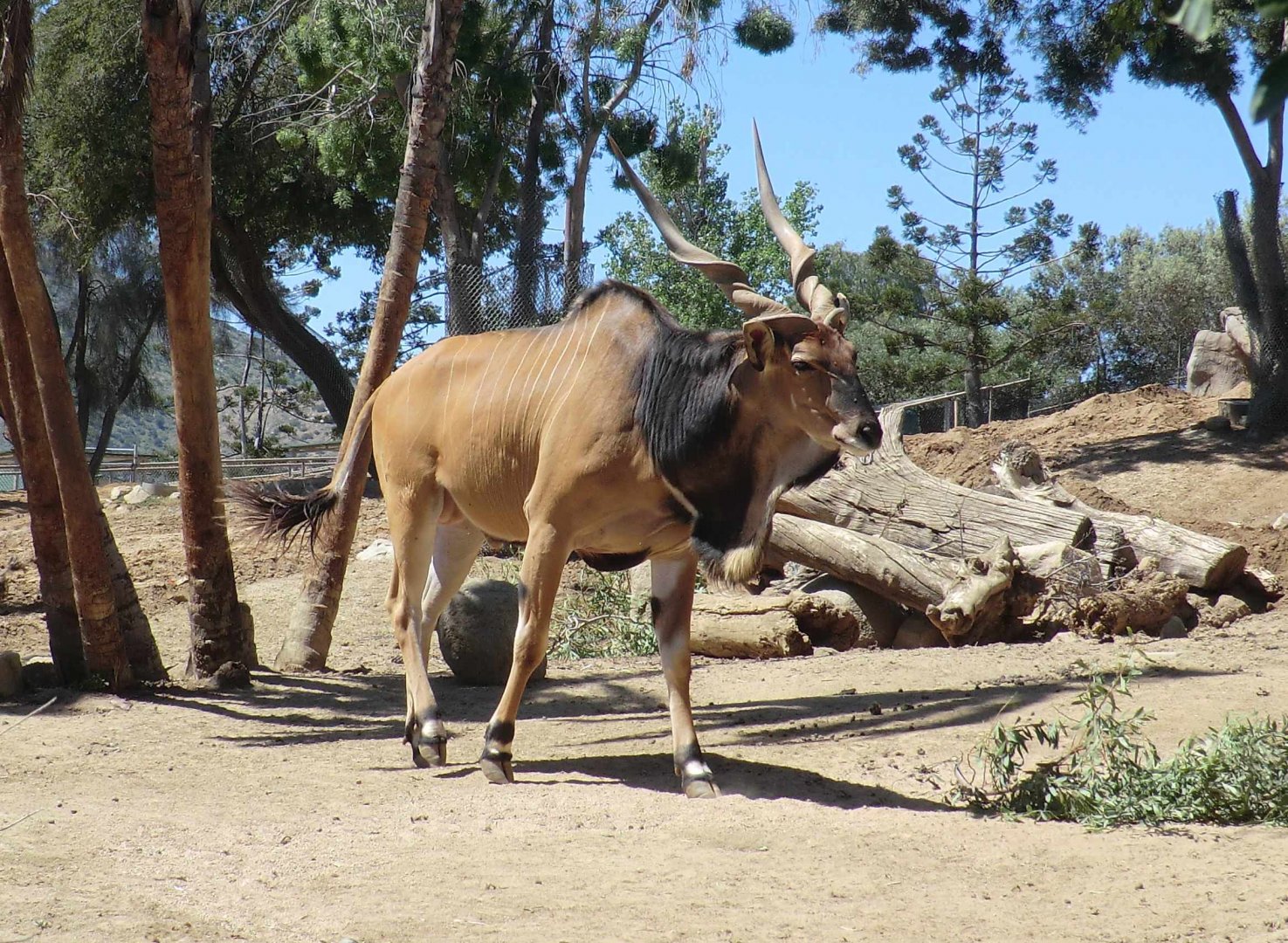 Giant eland