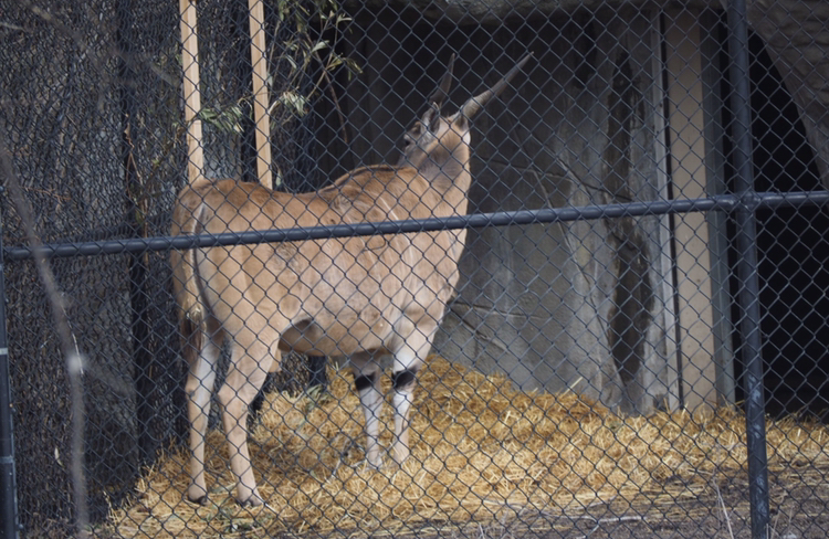 Giant Eland