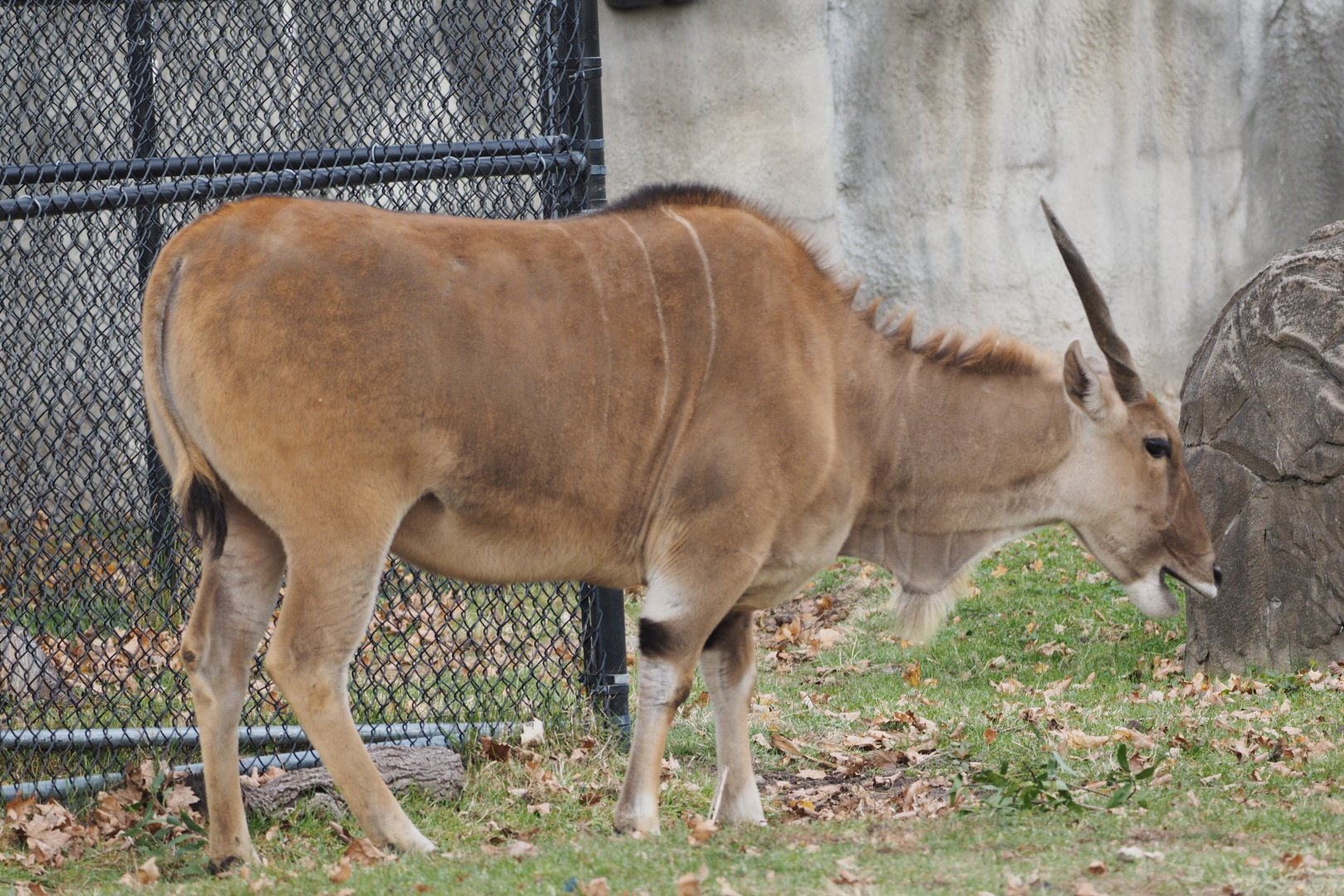 Giant Eland