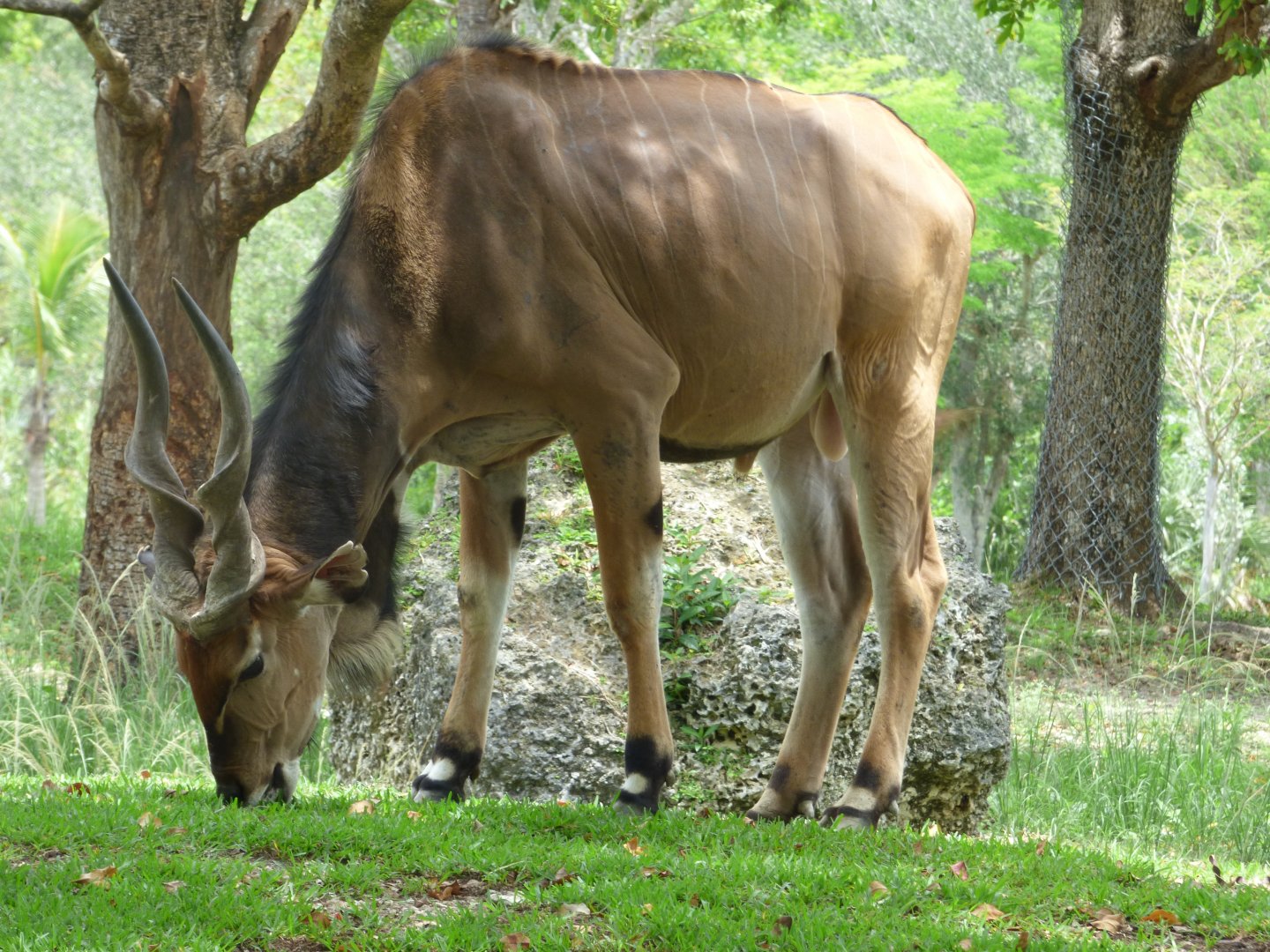 Giant Eland