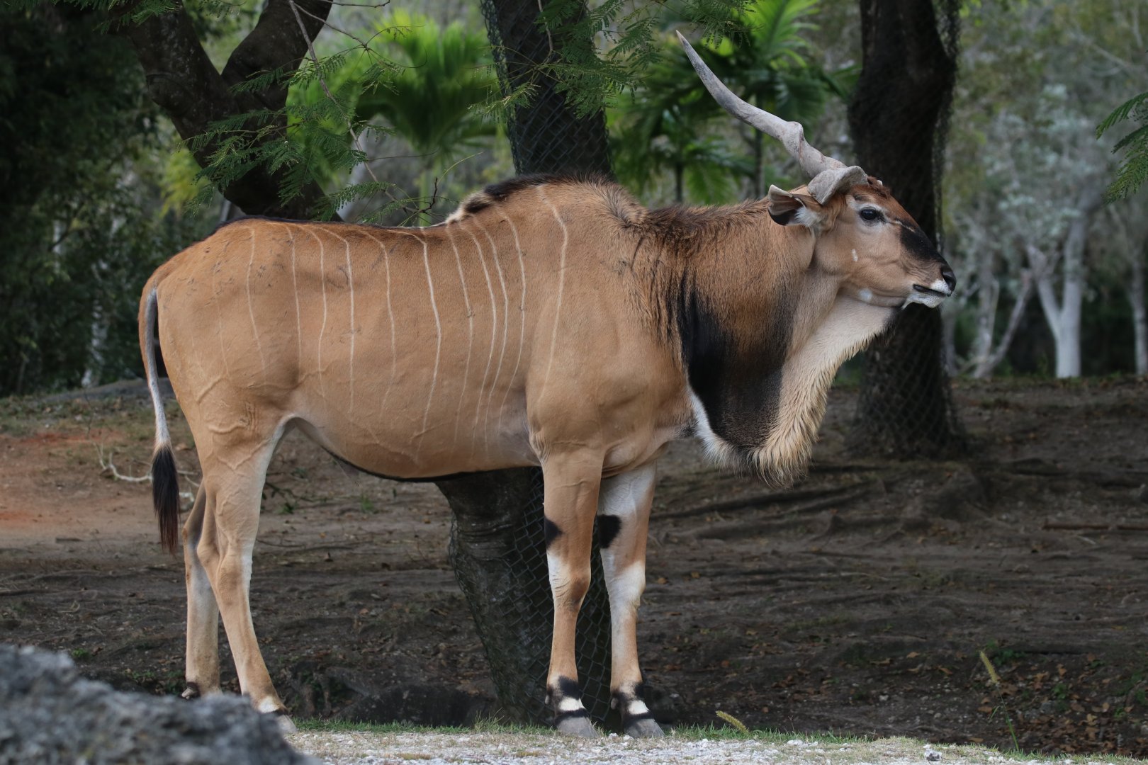 Giant eland