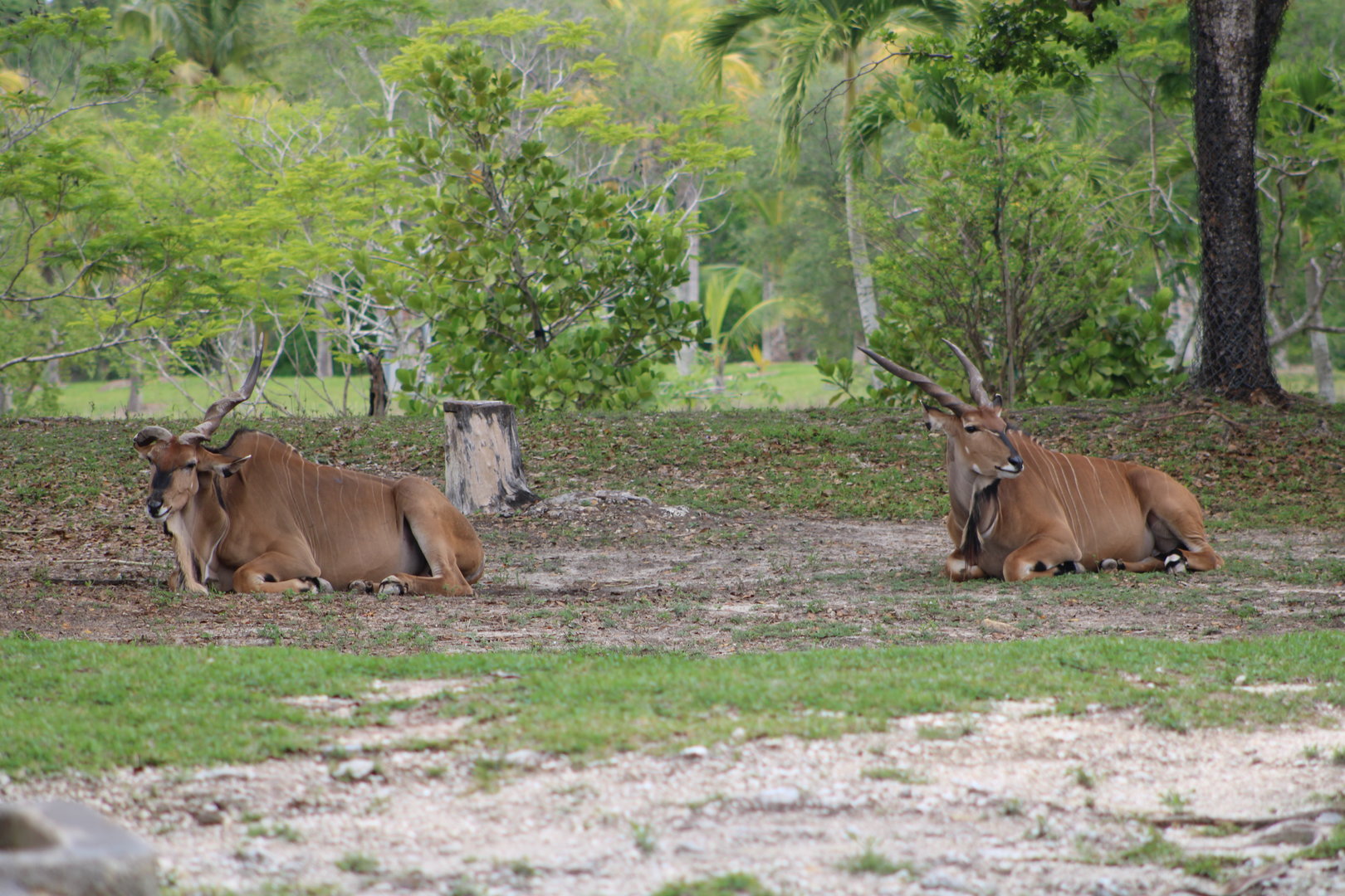 Giant Elands (Taurotragus derbianus)