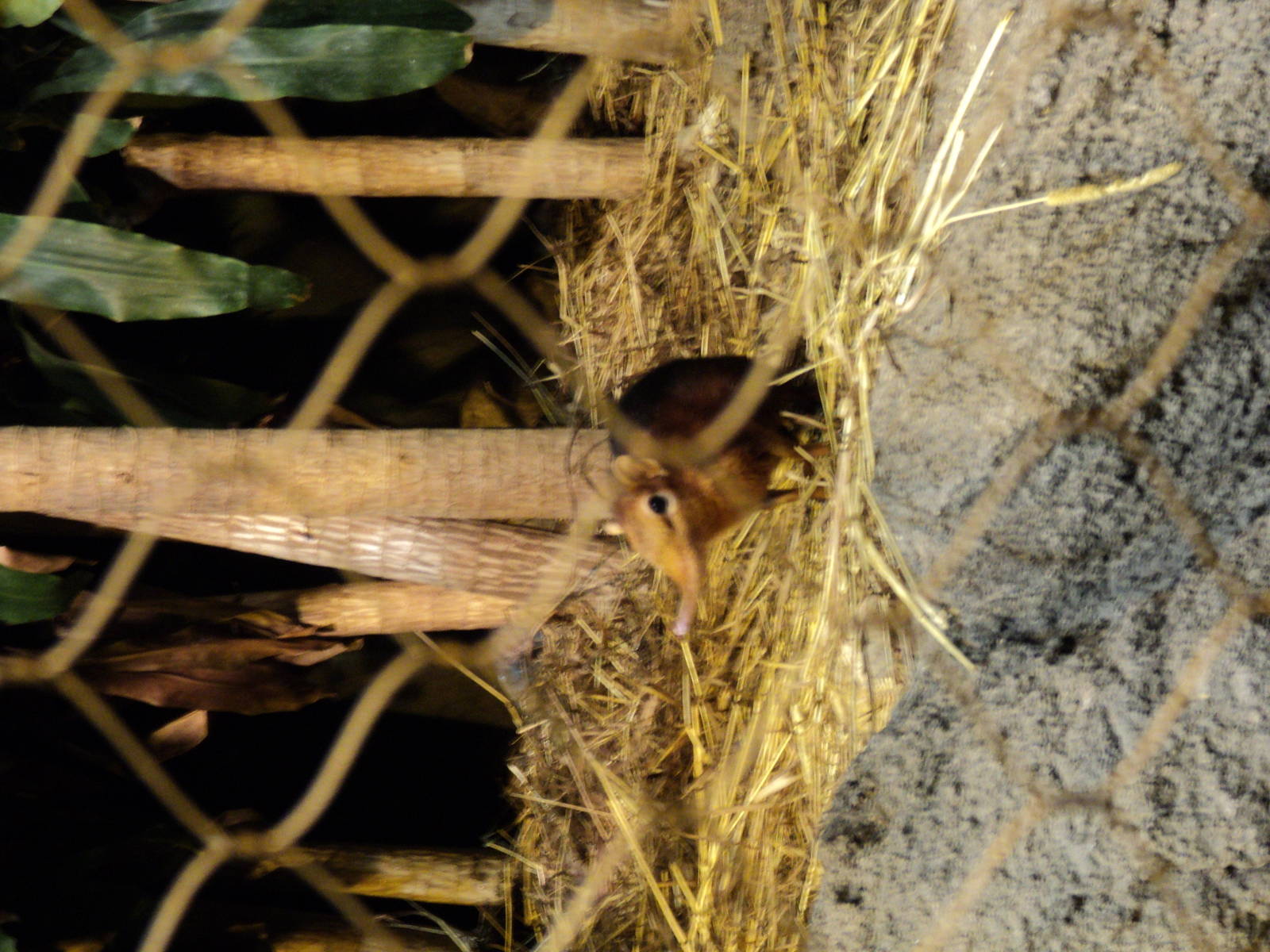 Giant Elephant Shrew