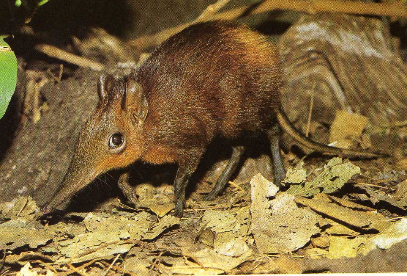 Giant elephant shrew