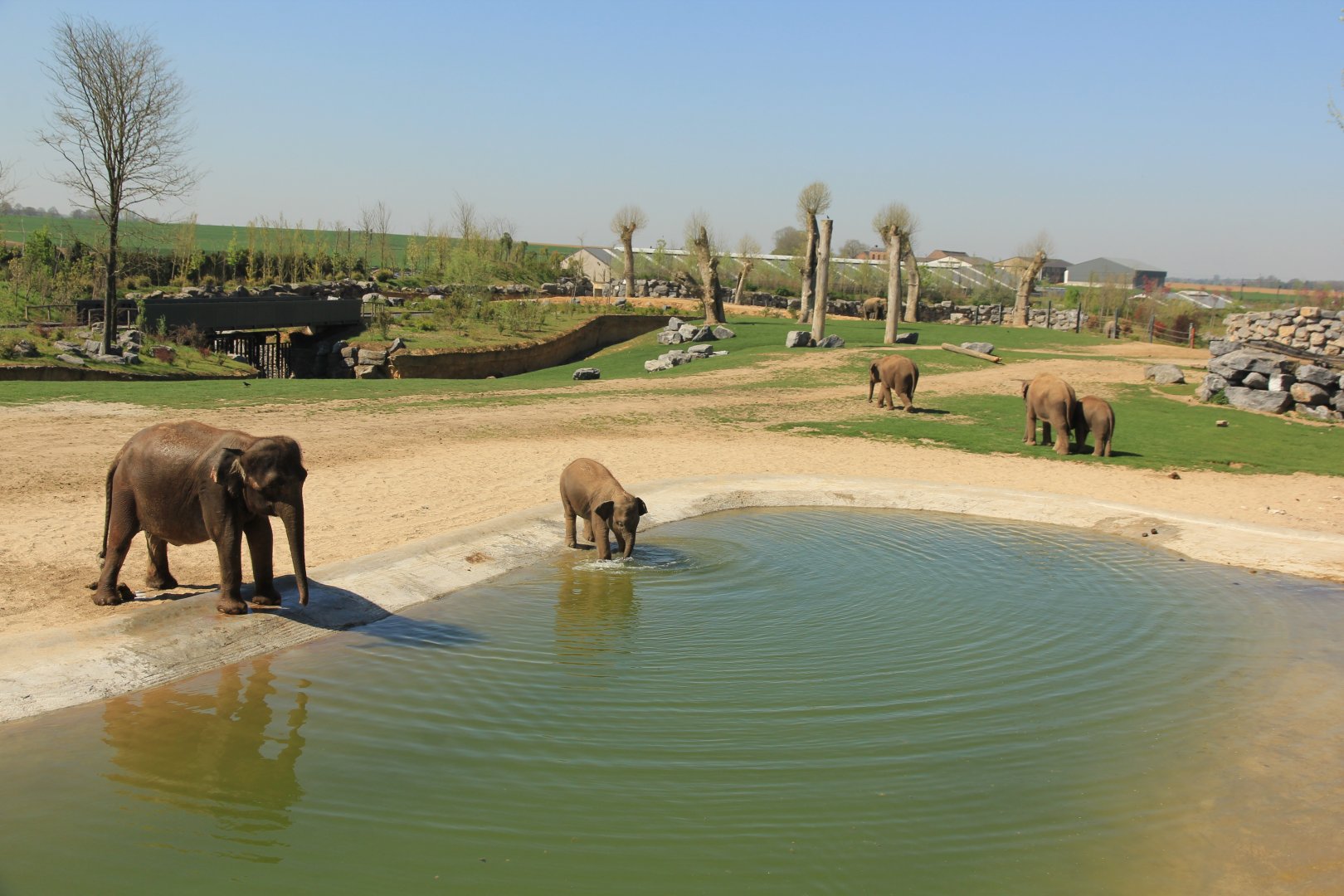 Giant enclosure for asian elephants, blackbuck and eld's deer (April 2019)