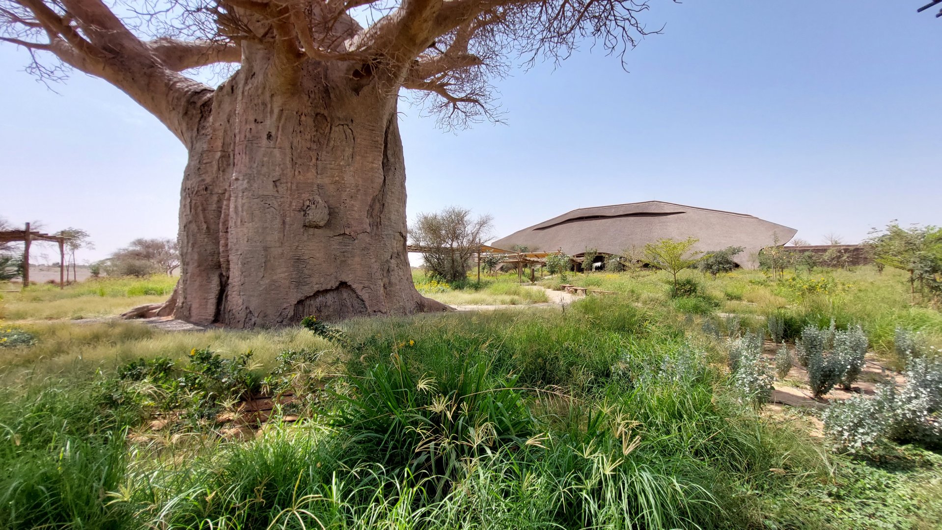 Giant (fake) Baobab at entrance
