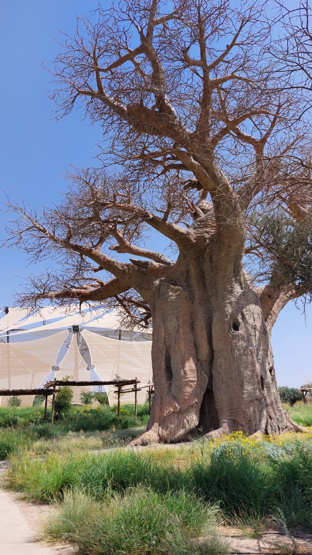 Giant (fake) Baobab at entrance