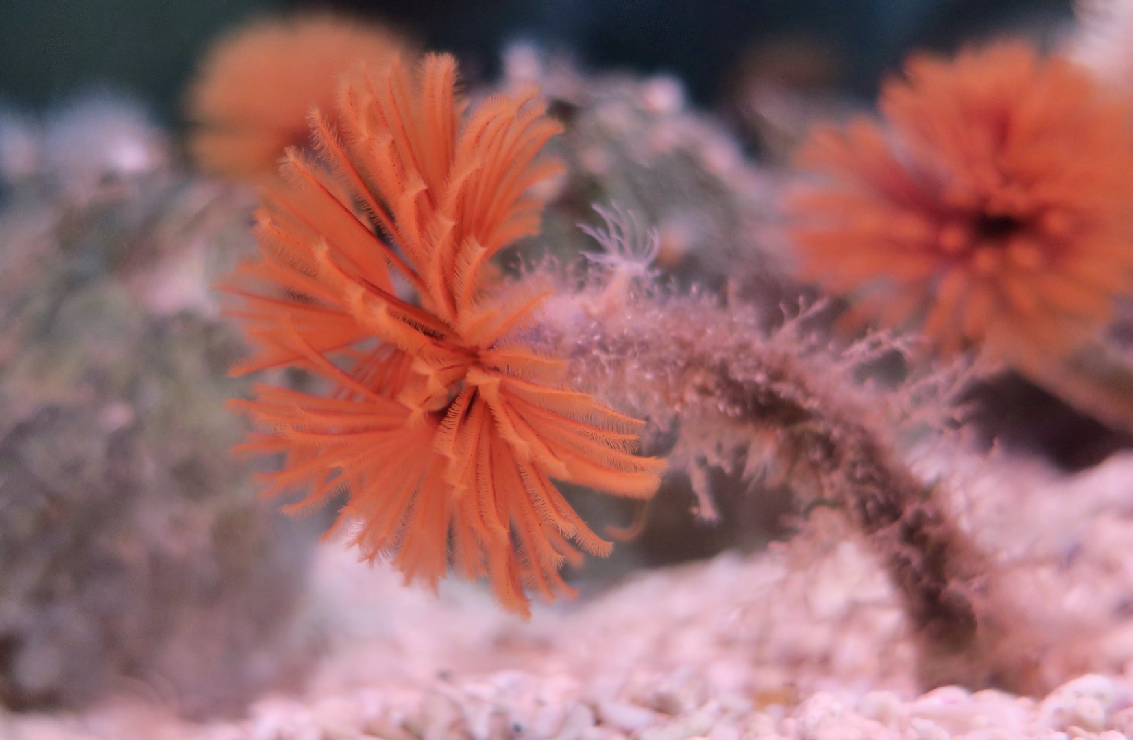 Giant Feather Duster Worm (Eudistylia polymorpha)