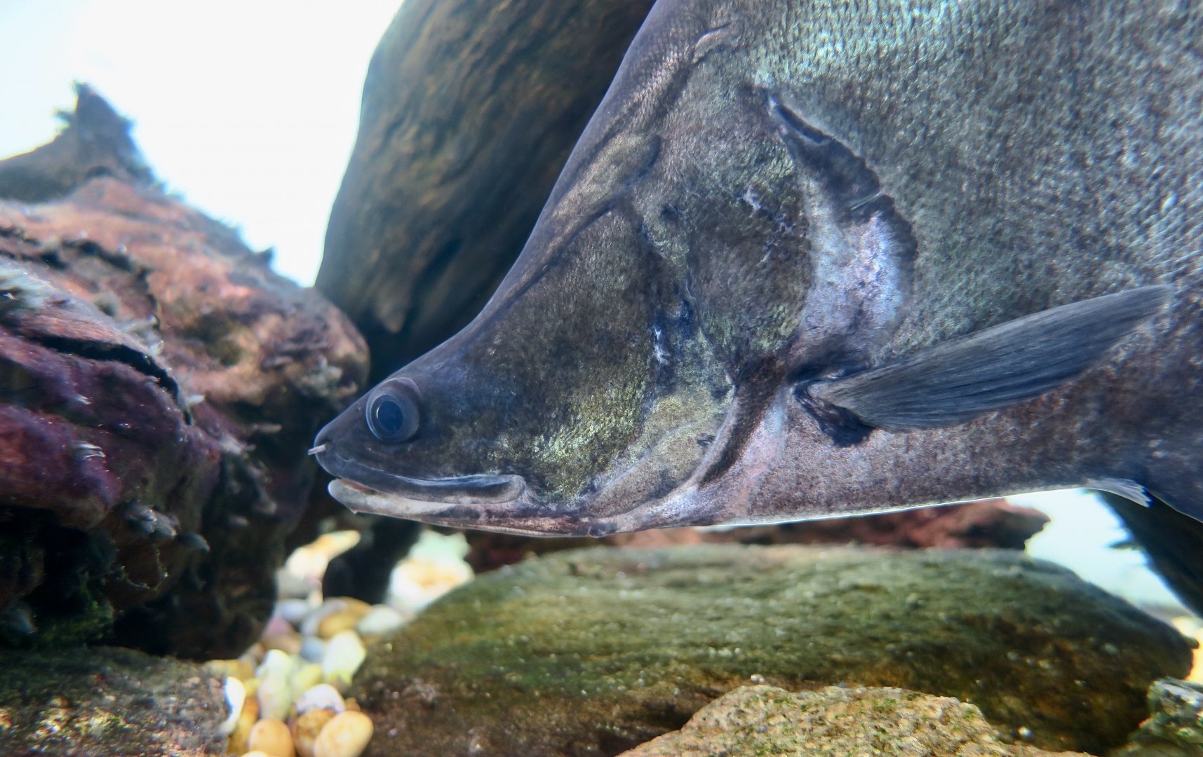 Giant Featherback (Chitala aff. lopis)