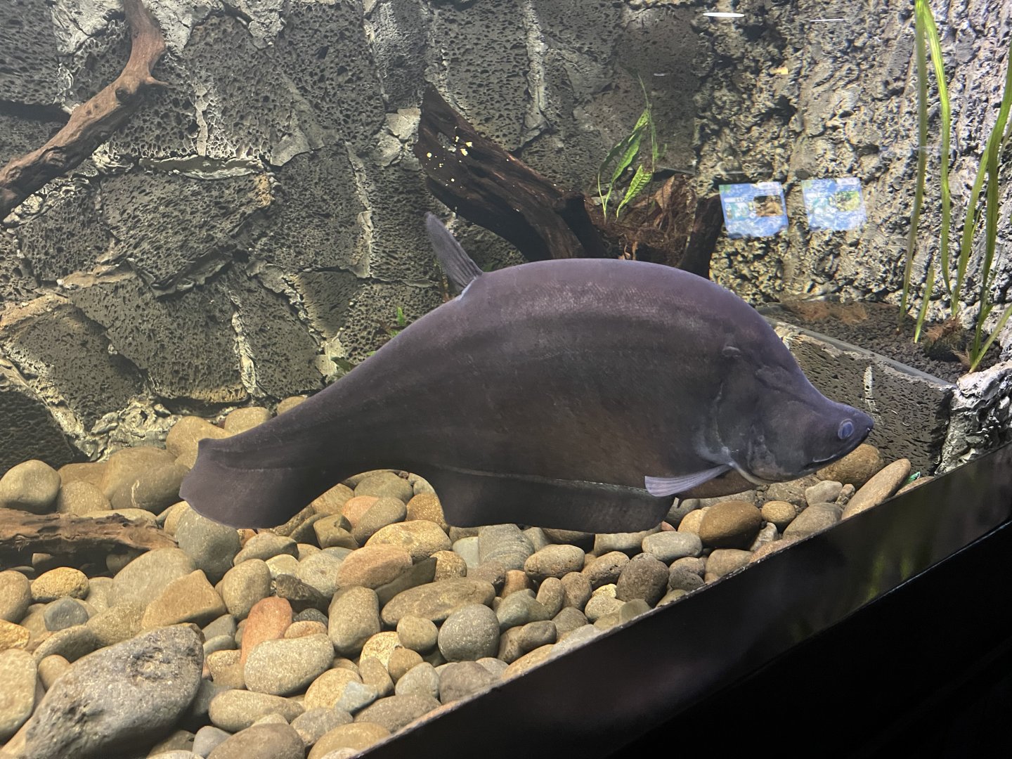 giant featherback (chitala lopis) - dunia air tawar