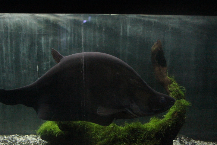 Giant featherback (Chitala lopis)