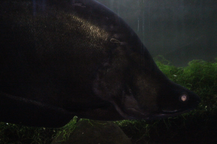 Giant featherback (Chitala lopis)