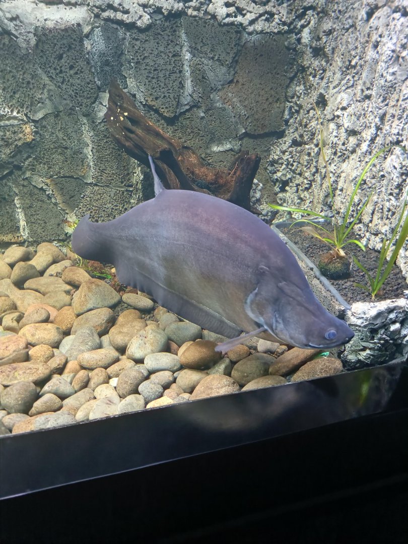 Giant Featherback (Chitala lopis)