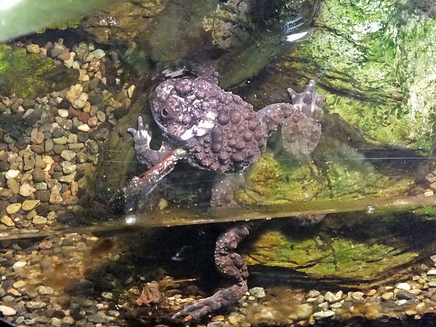 Giant fire-bellied toad