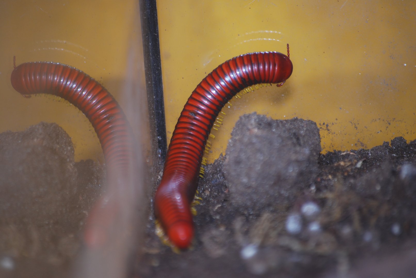 Giant fire millipede at The Bug Parc, 25/9/2024